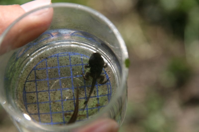 métamorphose du tétard en grenouille