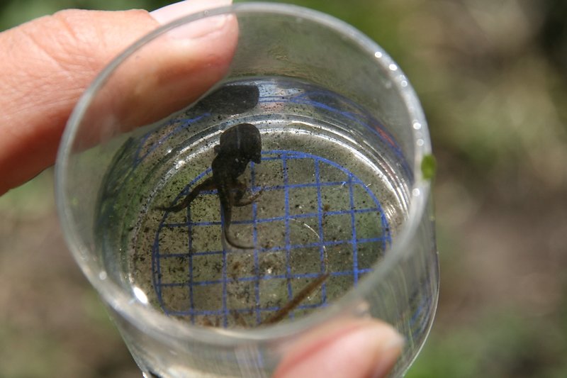 Têtard proche de la méattamorphose