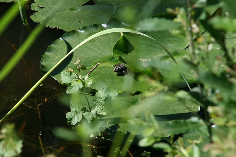 grenouille verte au soleil