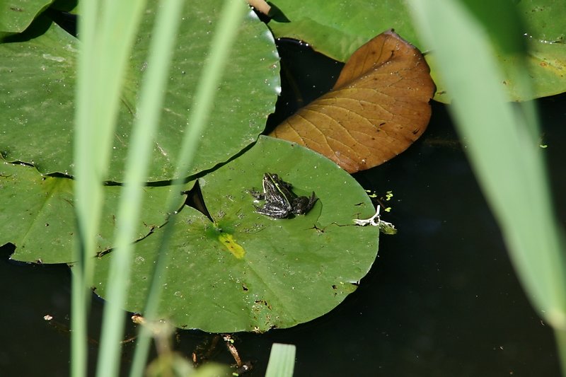 petite grenouille verte