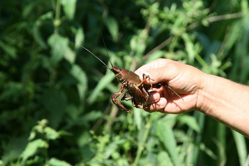 écrevisse de Louisiane invasive