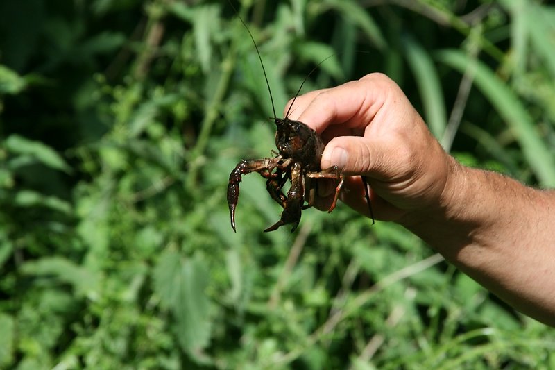 écrevisse de Louisine