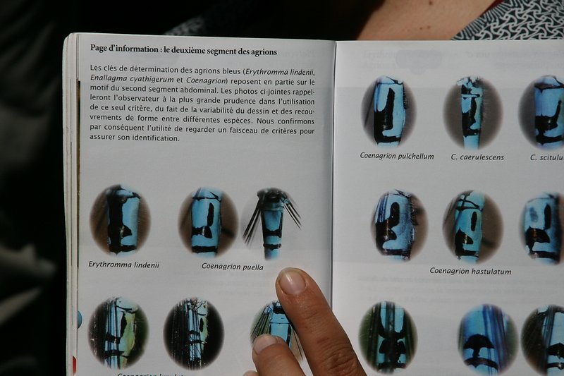 Identification des agrions