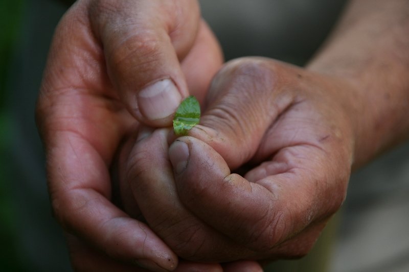 Feuille repliée abritant un oeuf de triton palmé