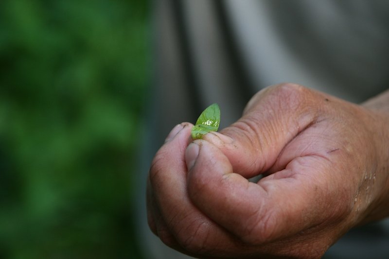 Feuille repliée abritant un oeuf de triton palmé