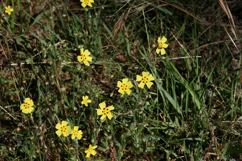 Hélianthèmes à gouttes