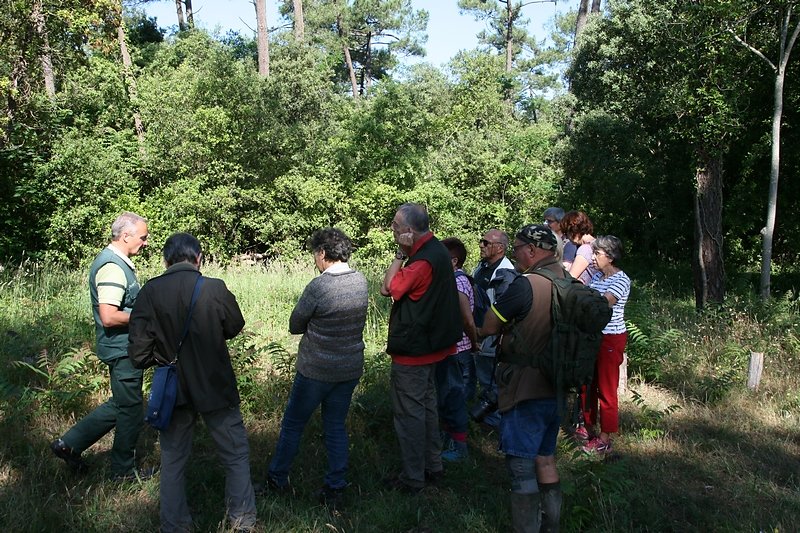 Les strates de végétation