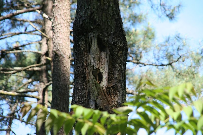 les vieux arbres abritent les oiseaux, chauves souris insectes etc...