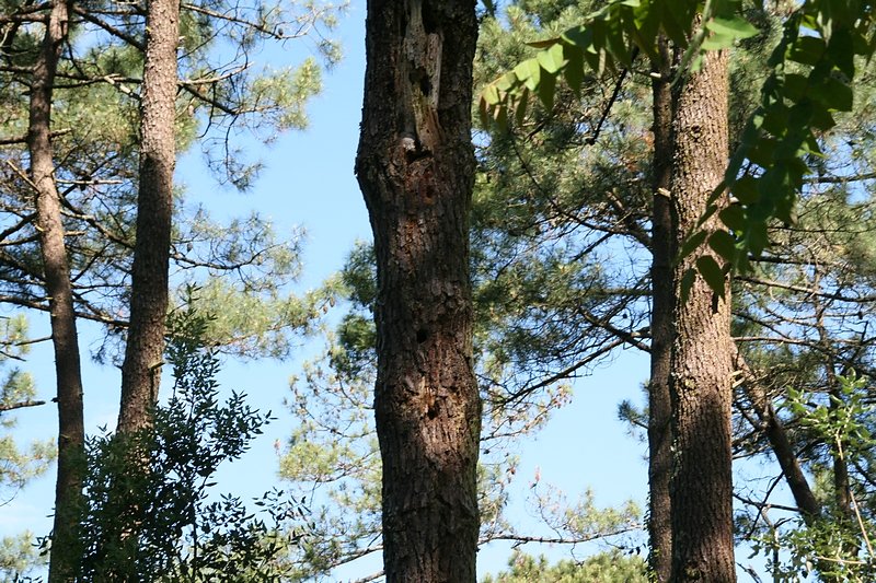 trous de pics épeiches