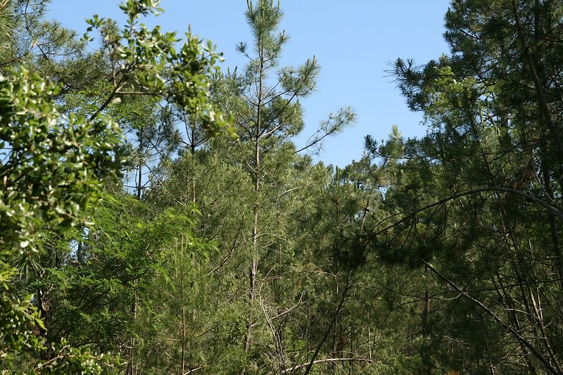 parcelle à éclaircir (dépresser)