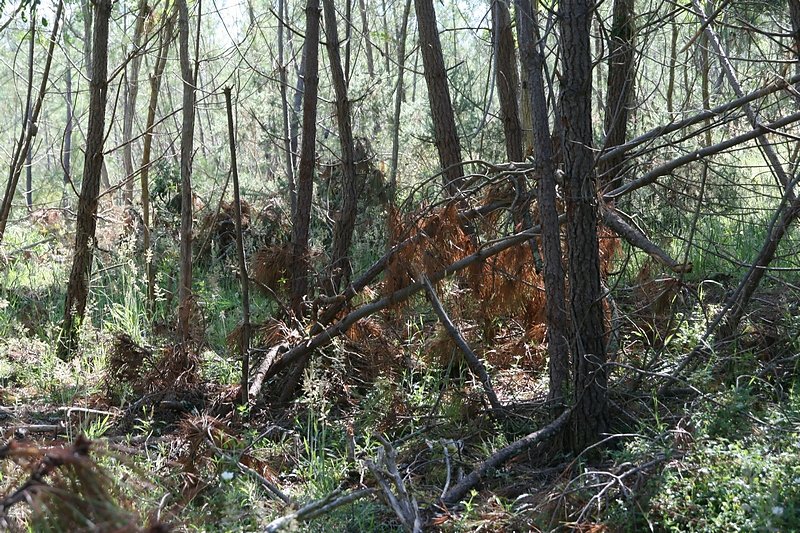 les bois coupés restentau sol pour se transformer en humus en quelques années