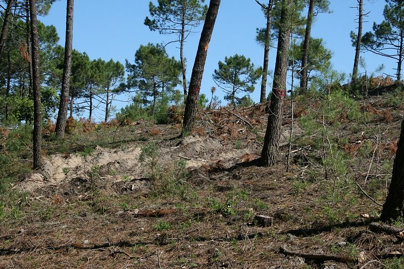 parcelle éclaircie pour favorise la repousse naturelle (conservation des reproducteurs)