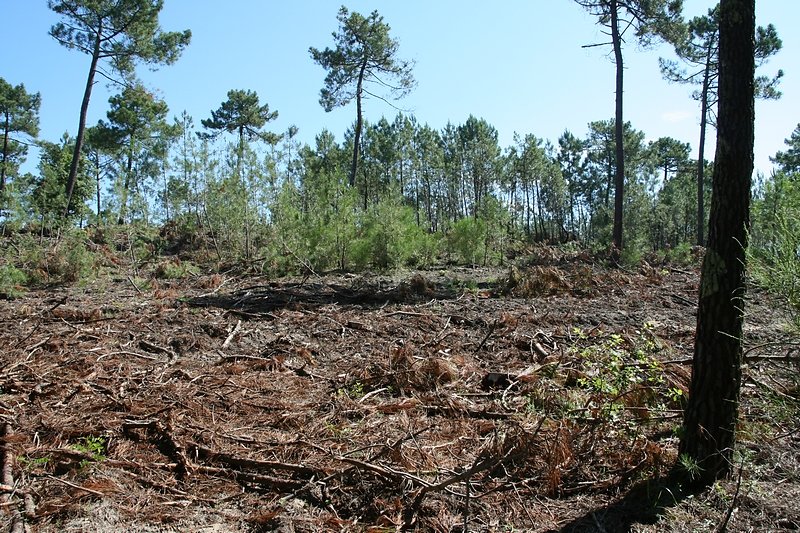 jeunes pousses naturelles
