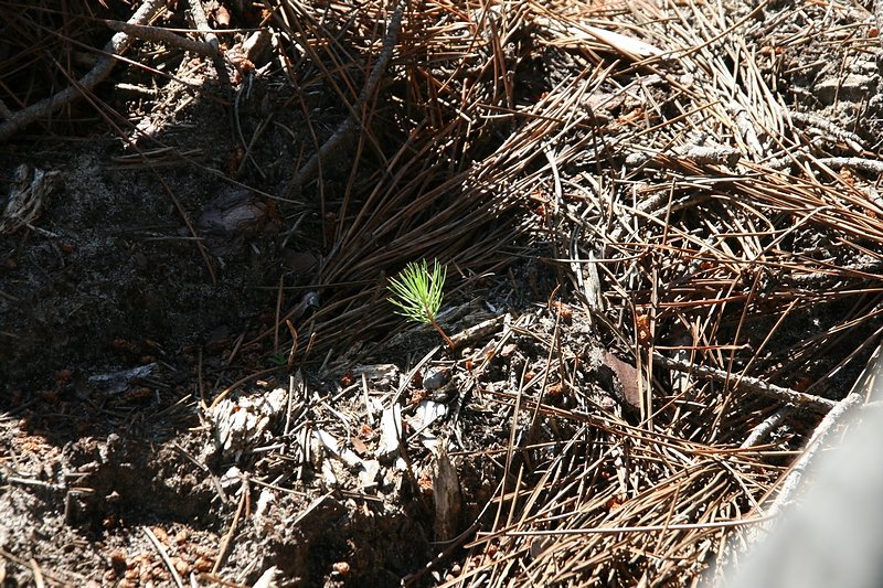 pousses de pins (7à 8/m²)