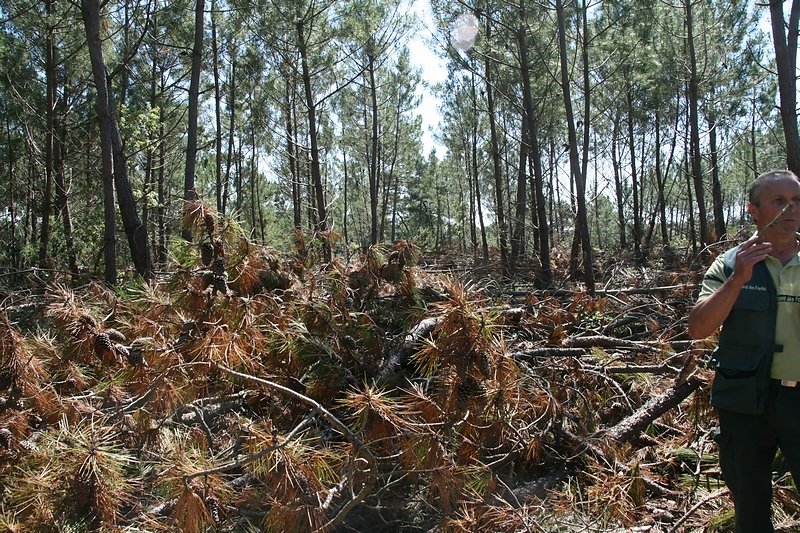 paelle accidentée (forte pente) onservée en l'état