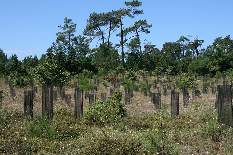 parcelle replantéesuite à l'échec de la repousse naturelle