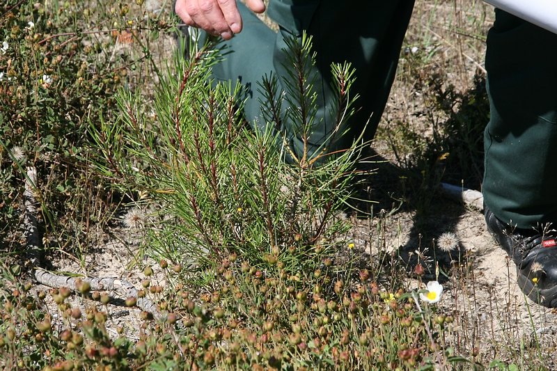 jeune pin brouté par un cerf