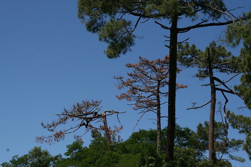 les étagesforestiers