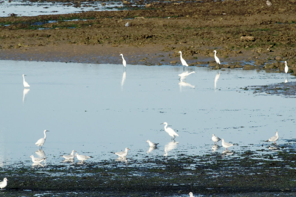 Aigrettes et mouettes à la recherche de nourriture