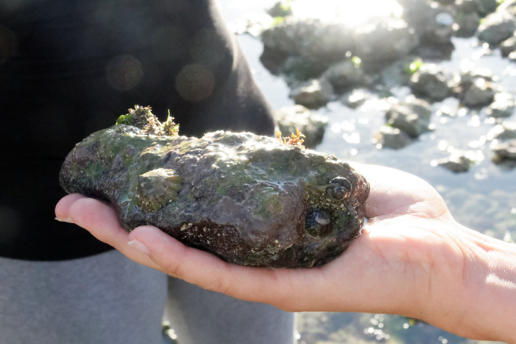 Algue encroûtante, patelle et gibules