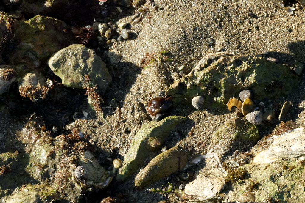 Anémone commune fermée