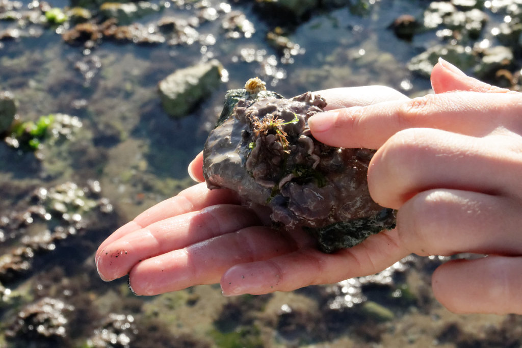 Algues encroûtantes