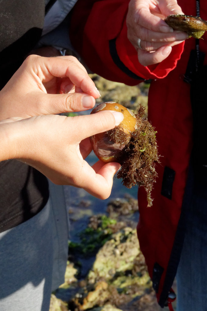 Beaucoup de choses sur un simple galet