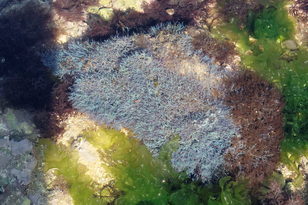 Algue rouge bleue à reflets bleus