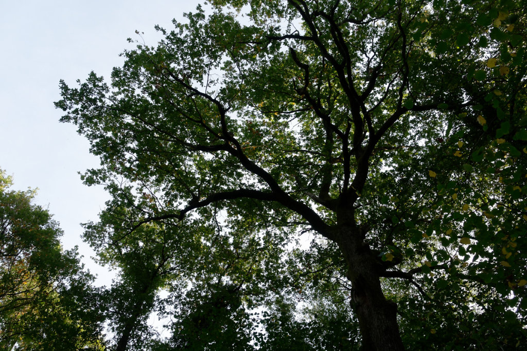 Un chêne séculaire
