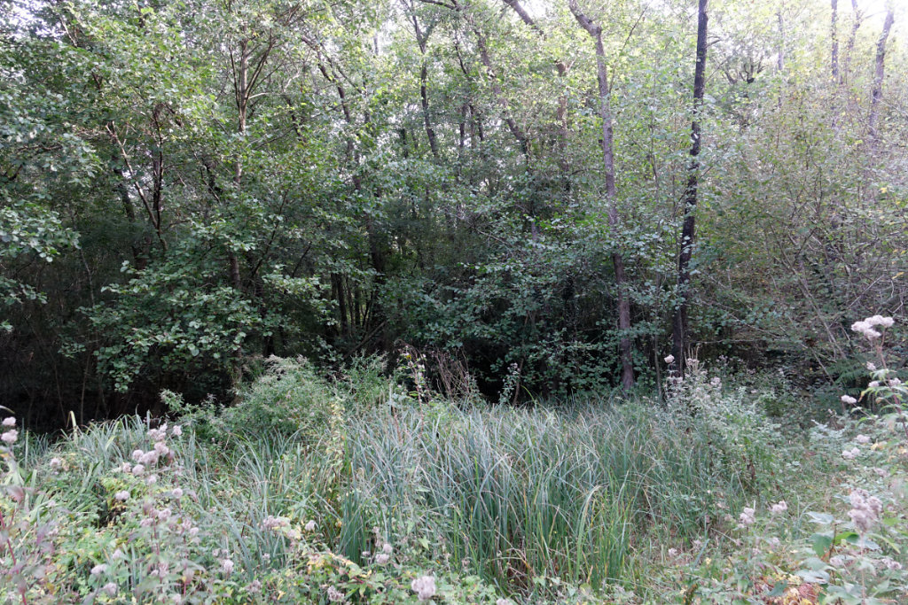 ruisseau en arrière plan