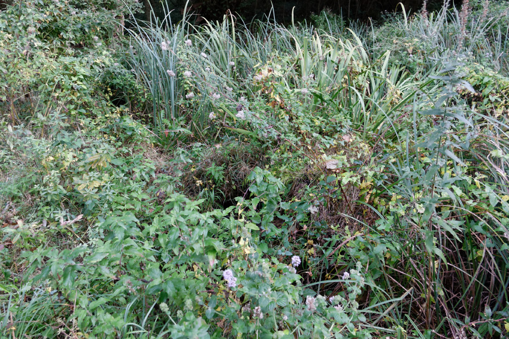 Végétation des milieux humides