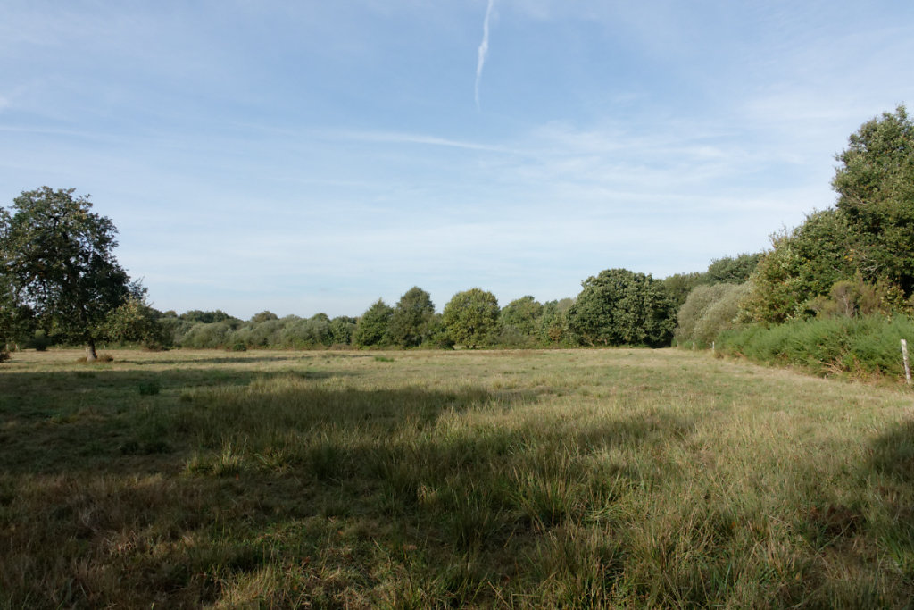 Une prairie pâturée par dees chevaux