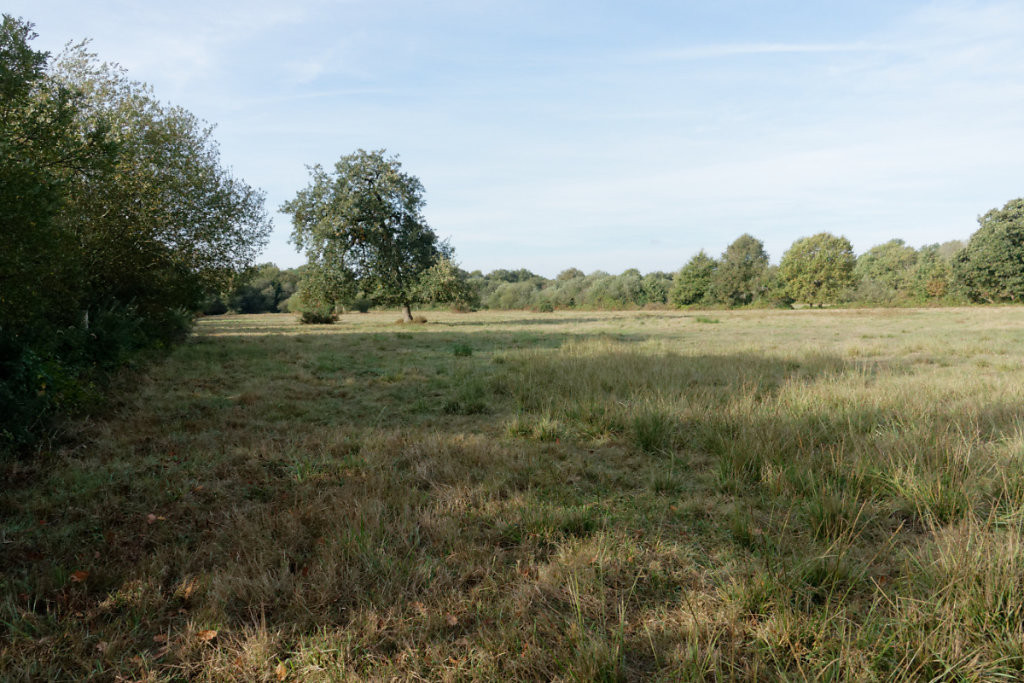 la prairie a été broyée pour égaliser le milieu
