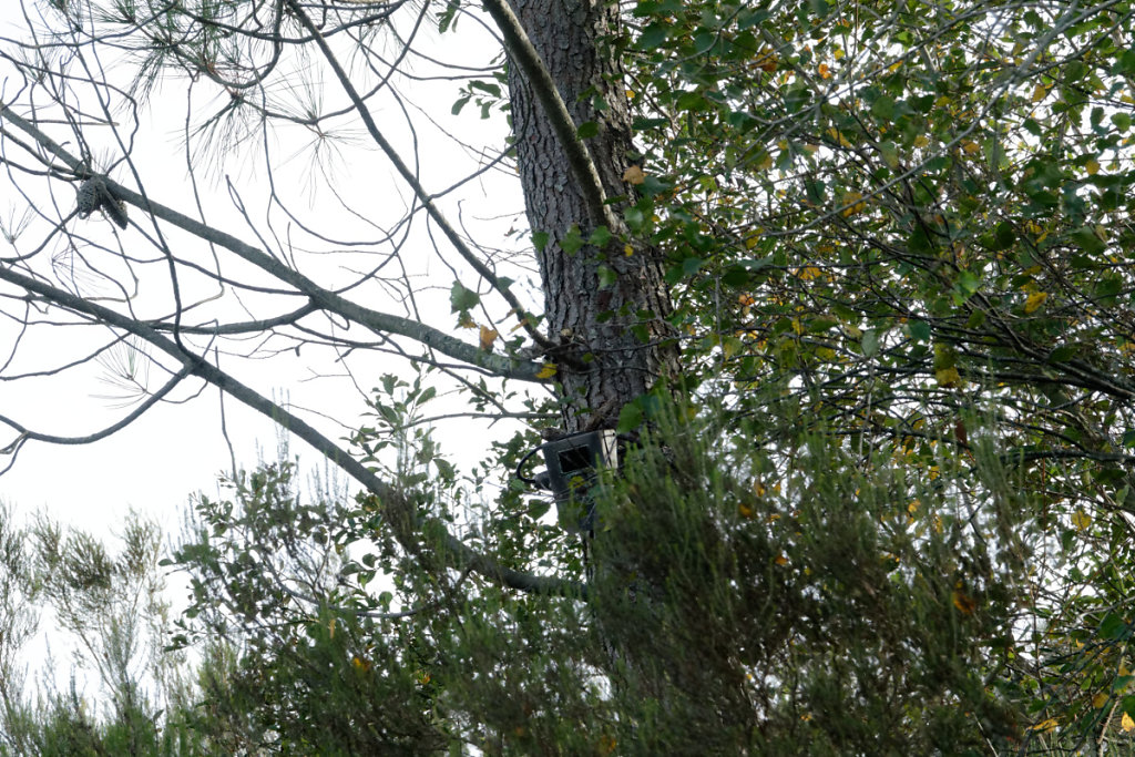 Vidéo surveillance pour des pieds d'iris de sibérie