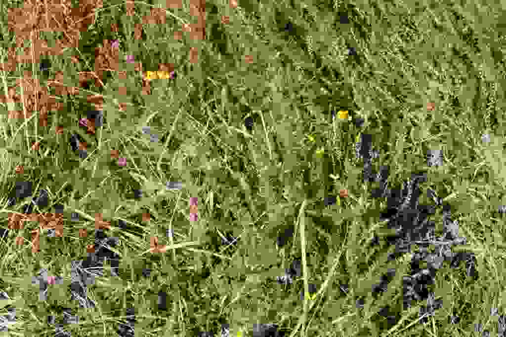 bruyère et ajonc nain