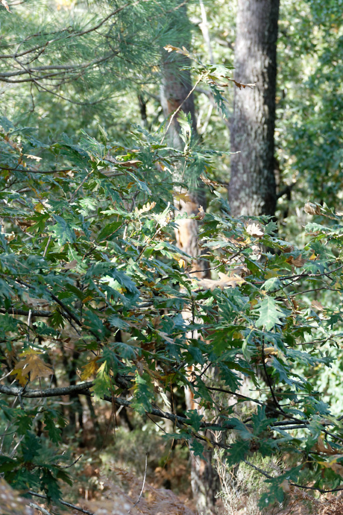 chandelle de pin, avec trous