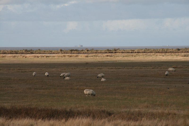 la zone naturelle, un lieu de partage, oiseaux, moutons etc...au loin fort boyard