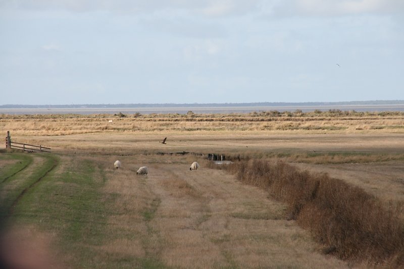 busard des marais en chasse