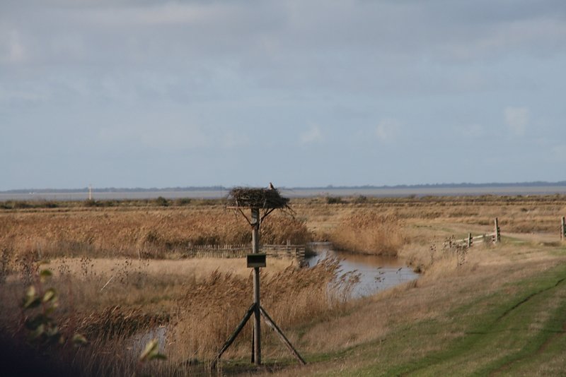 un nid de cigogne squatté temporairement