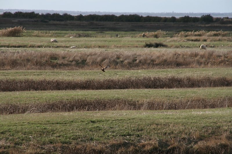 Busard des roseaux en quête de mulots