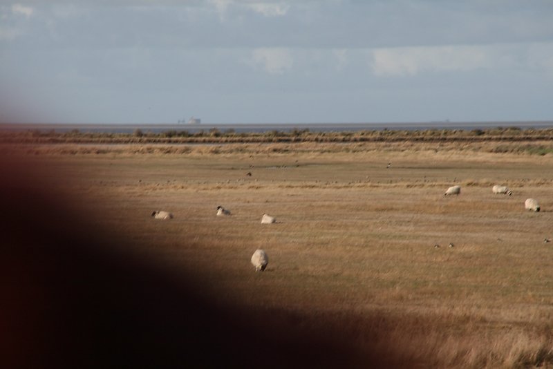 affuter vos yeux un renard chasse au milieu des oiseaux