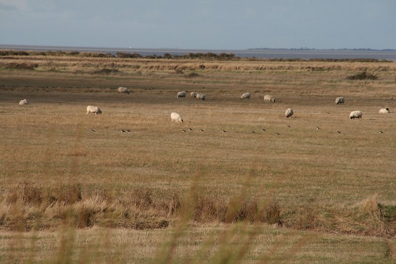 vanneaux et moutons font bon ménage
