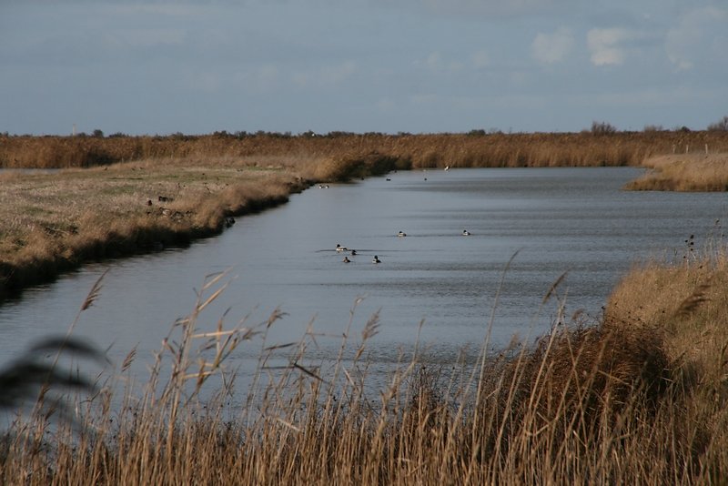 de nombreux colverts