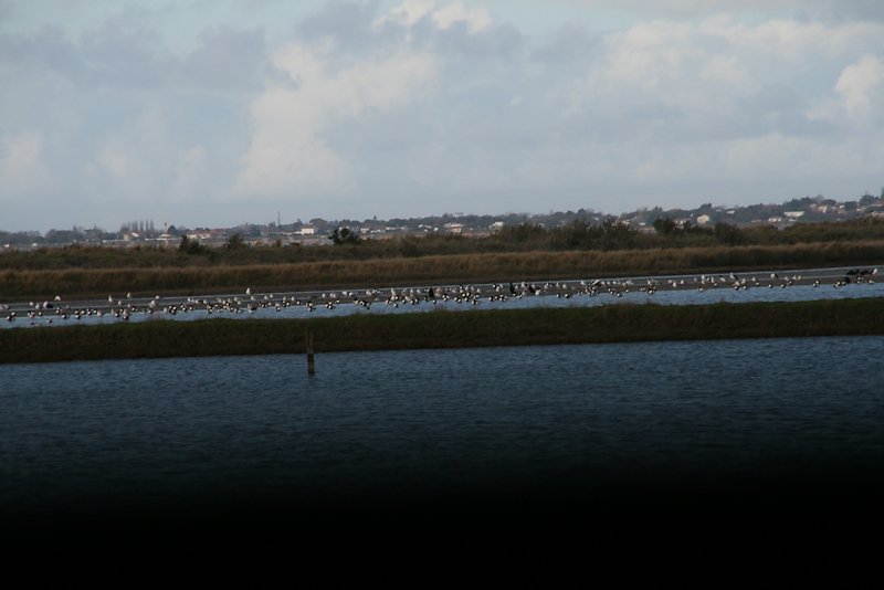 beaucoup d'oiseaux mais ils sont loin