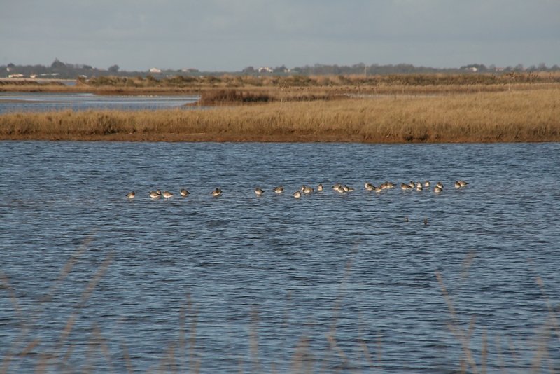 pluviers dorés au repos