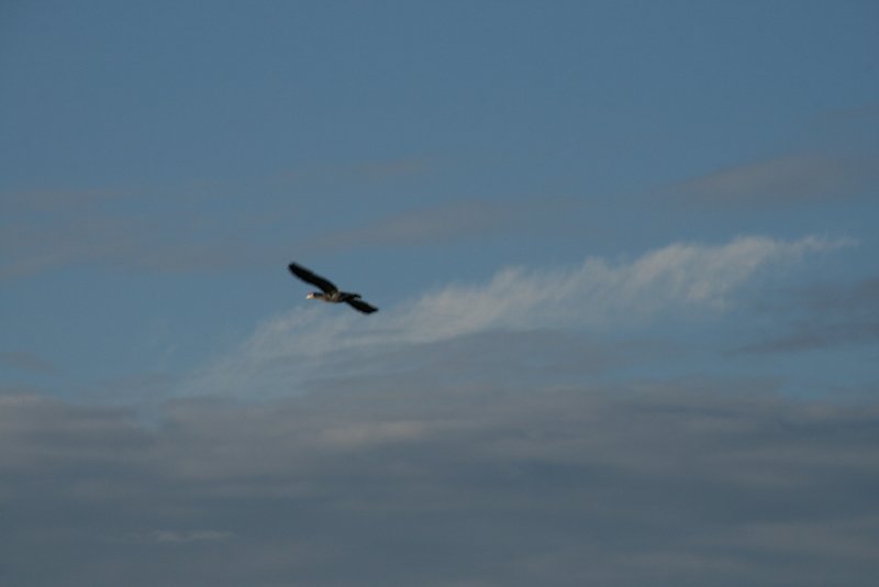 cormoran de passage Sorties
