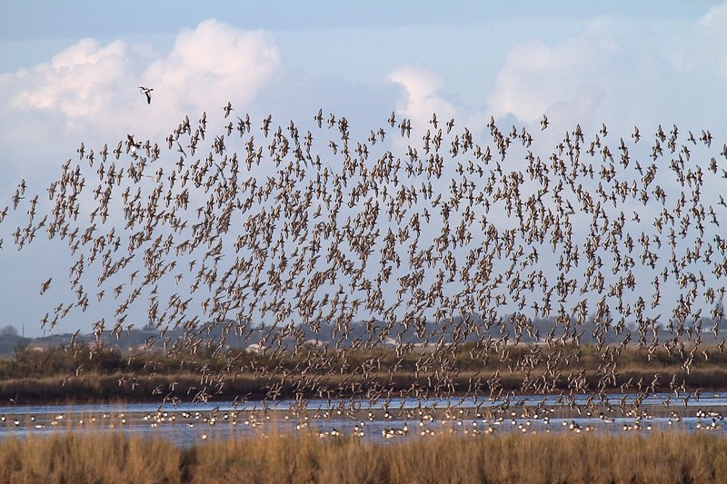 Sortie Moeze 24/11/2018