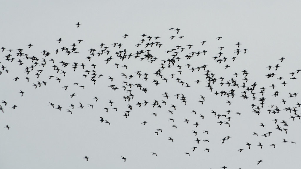 Avocettes en pause migratoire