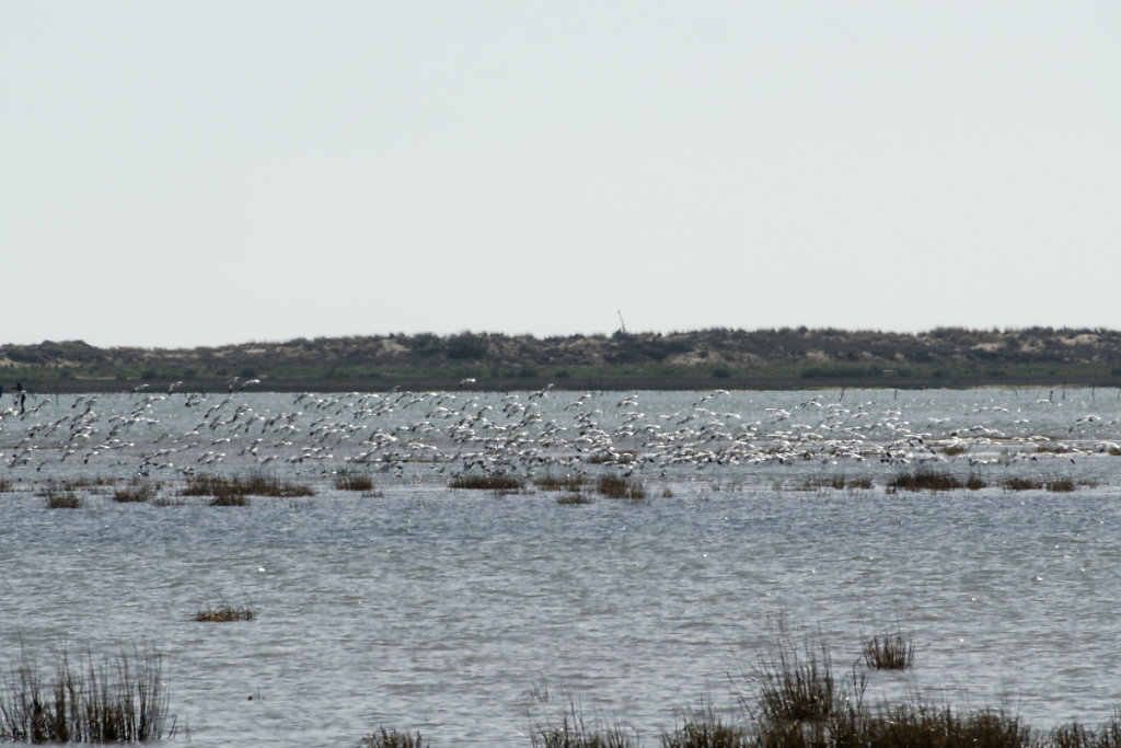 Les avocettes se posent