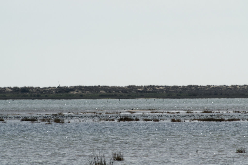 Les avocettes au repos pour un bref moment.